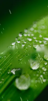 This <a href="/">phone live wallpaper</a> features a striking close-up of a green leaf, complete with glistening water droplets