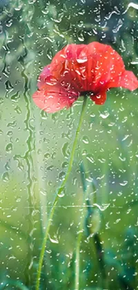 This phone live wallpaper depicts a bright red poppy resting on a rain-drenched window, with water droplets trickling down the panes