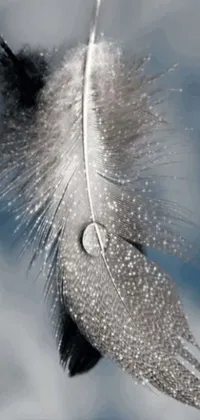 This stunning live wallpaper features a close-up macro photograph of a feather with a subtle shimmering movement set against a sky background that shifts from light blue to deep indigo with drifting clouds