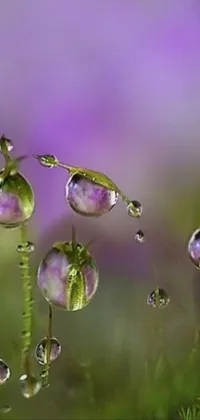 Water Plant Liquid Live Wallpaper