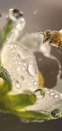 Flowers  Live Wallpaper