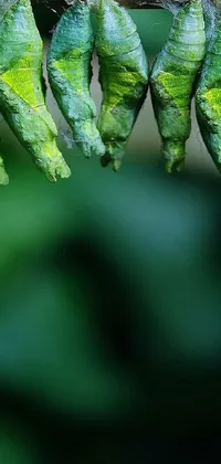 Transform your phone screen with this stunning live wallpaper featuring a astounding macro photograph of green caterpillars hanging from a branch