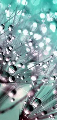 This live wallpaper features a beautiful close-up of water droplets on dandelion seeds