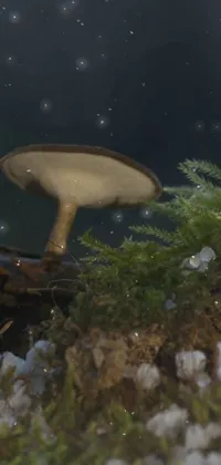 Water Plant Mushroom Live Wallpaper