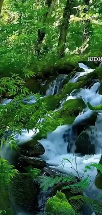 Water Plant Natural Landscape Live Wallpaper