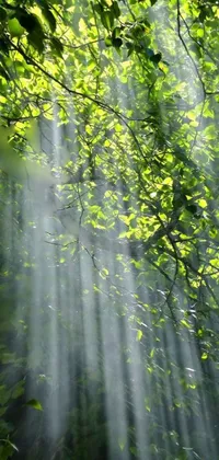 This phone wallpaper features a natural landscape with sunlight shining through the leaves of a tree and mist from a waterfall