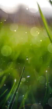 This phone live wallpaper showcases a breathtaking close-up of lush grass blades, adorned with delicate water droplets