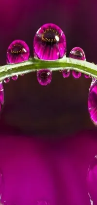 This phone live wallpaper features a close-up of a plant with water droplets on it