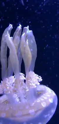 Bring the beauty of the ocean to your phone with this mesmerizing live wallpaper