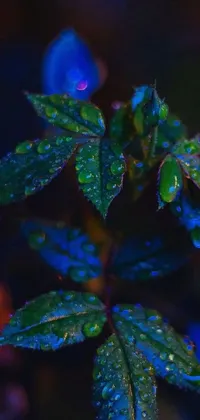 This phone live wallpaper showcases a gorgeous close-up of a plant with water droplets atop it