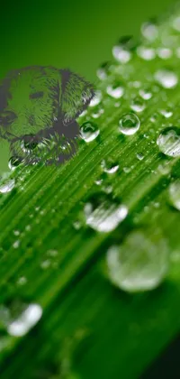 This phone live wallpaper features a beautiful close-up of a leaf with water droplets, perfect for nature lovers