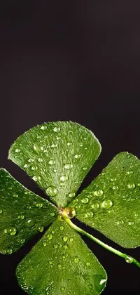 Elevate your phone's wallpaper game with this stunning live wallpaper featuring a four leaf clover with water droplets on it
