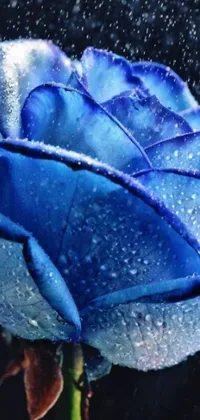 This stunning phone live wallpaper features a blue rose with water droplets on its petals