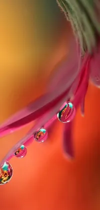 Decorate your phone screen with this stunning close-up live wallpaper of a water droplet-covered flower in gorgeous shades of pink and orange