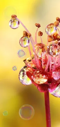 This phone live wallpaper showcases a mesmerizing close-up of a flower with enchanting water droplets on it