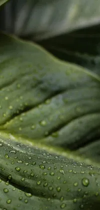 This nature-inspired phone live wallpaper is a stunning close-up of a leaf with water droplets on it, captured in detailed 4k resolution by Frederik Vermehren