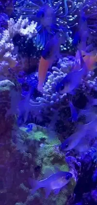 Experience the mesmerizing sight of a group of fish swimming in an exquisite aquarium with this stunning phone live wallpaper