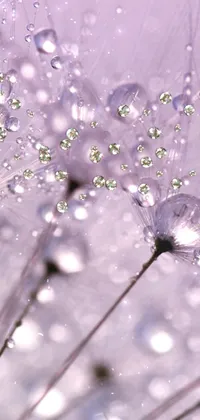Looking for a stunning live wallpaper for your phone? Check out this beautiful close-up photograph of water droplets on a dandelion- it's perfect for adding a touch of serenity to your home screen