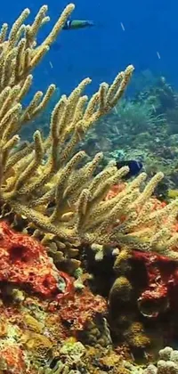 Water Plant Reef Live Wallpaper