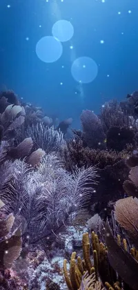 Water Plant Reef Live Wallpaper