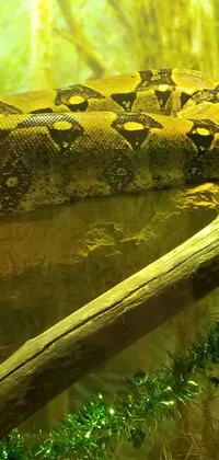 Water Plant Reptile Live Wallpaper