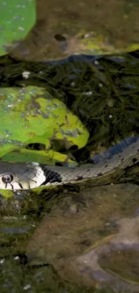 This phone live wallpaper showcases a breathtaking photograph of a snake in a serene pond