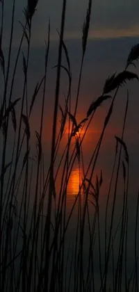 Experience the beauty of a sunset without leaving your phone with this live wallpaper