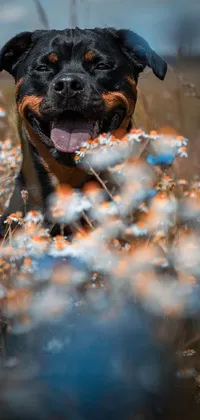 Get this stunning live wallpaper for your phone! Featuring a gorgeous rottweiler dog taking control in a field of colorful flowers, this digital artwork will surely make your phone look fantastic