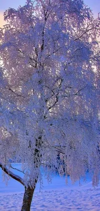 This live wallpaper depicts a beautiful wintry scene of a snow-covered birch tree in the middle of a snowy field, set in a soft purple glow
