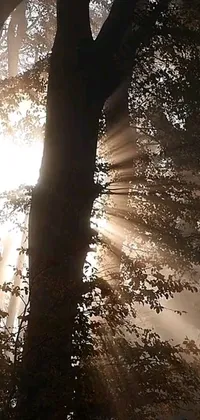 This live wallpaper features sunlight shining through tree branches for a calming natural look
