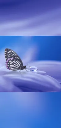 This phone live wallpaper showcases a stunning macro photograph of a butterfly perched on a purple flower