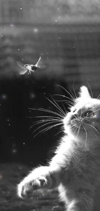 Experience a mesmerizing and enchanting live wallpaper with a black and white photo of a cat and a bird in an epic battle