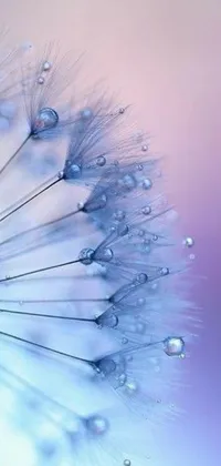 Transform your phone's home screen with a mesmerizing live wallpaper showcasing a dandelion in macro photography