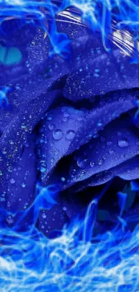 This phone live wallpaper is a stunning digital rendering of a blue rose with water droplets