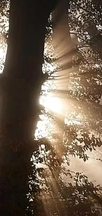 This phone live wallpaper features a stunning scene of a sun-soaked tree and god rays shining through voluminous fog