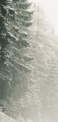 This live phone wallpaper features a winter wonderland scene, with a skier carving down a snowy slope surrounded by a dense forest of conifer trees