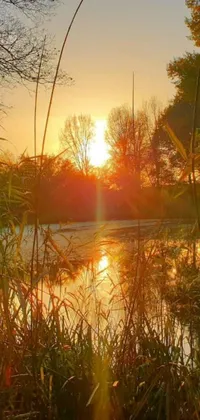 This phone live wallpaper features a serene sunset over a body of water with small reeds swaying in the wind