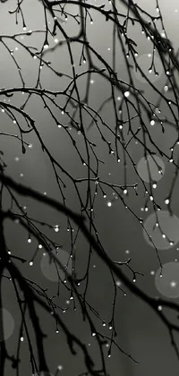 Enhance your phone screen with this captivating live wallpaper featuring a black and white image of water droplets on a tree branch