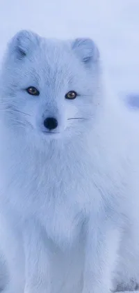This phone live wallpaper is a beautiful and serene depiction of a white animal in the snow