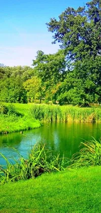 This serene live wallpaper features a lush green pond, complete with vibrant trees and grass