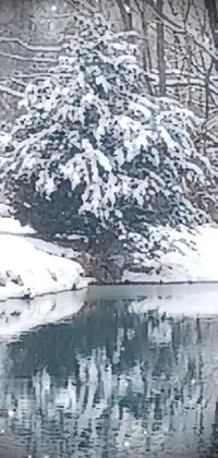 This stunning live wallpaper for your phone features a serene, snow-covered landscape with a tall tree and a reflective koi pond nearby