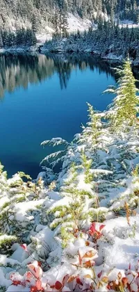 Water Plant Snow Live Wallpaper