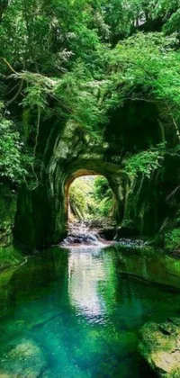 This phone live wallpaper features a lush green forest with a stream flowing through it, as well as a stone gate leading to a dark cave near a lake in Japan's Shonan Enoshima forest