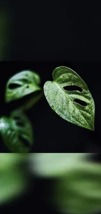 Water Plant Terrestrial Plant Live Wallpaper