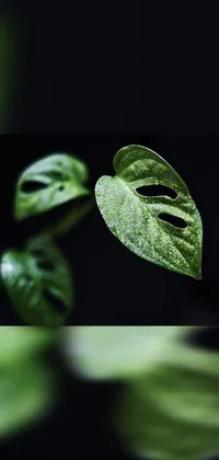 Water Plant Terrestrial Plant Live Wallpaper