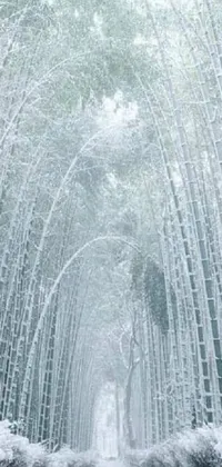 The Snow Covered Bamboo Path Live Wallpaper offers a realistic and immersive experience of a wintry forest