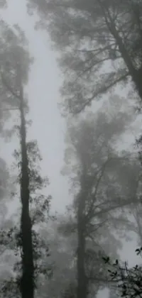 This live phone wallpaper depicts a misty forest with tall, ominous trees and a grey fog