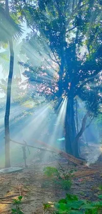 This scenic live wallpaper features a charming forest cabin with misty god rays shining through the trees