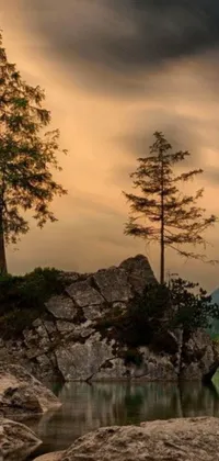 This live wallpaper showcases a tree on a rock by a beautiful body of water in a peaceful forest