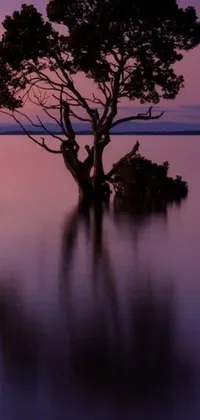 This phone live wallpaper showcases a stunning tree standing alone in the middle of a tranquil lake during sunrise or sunset